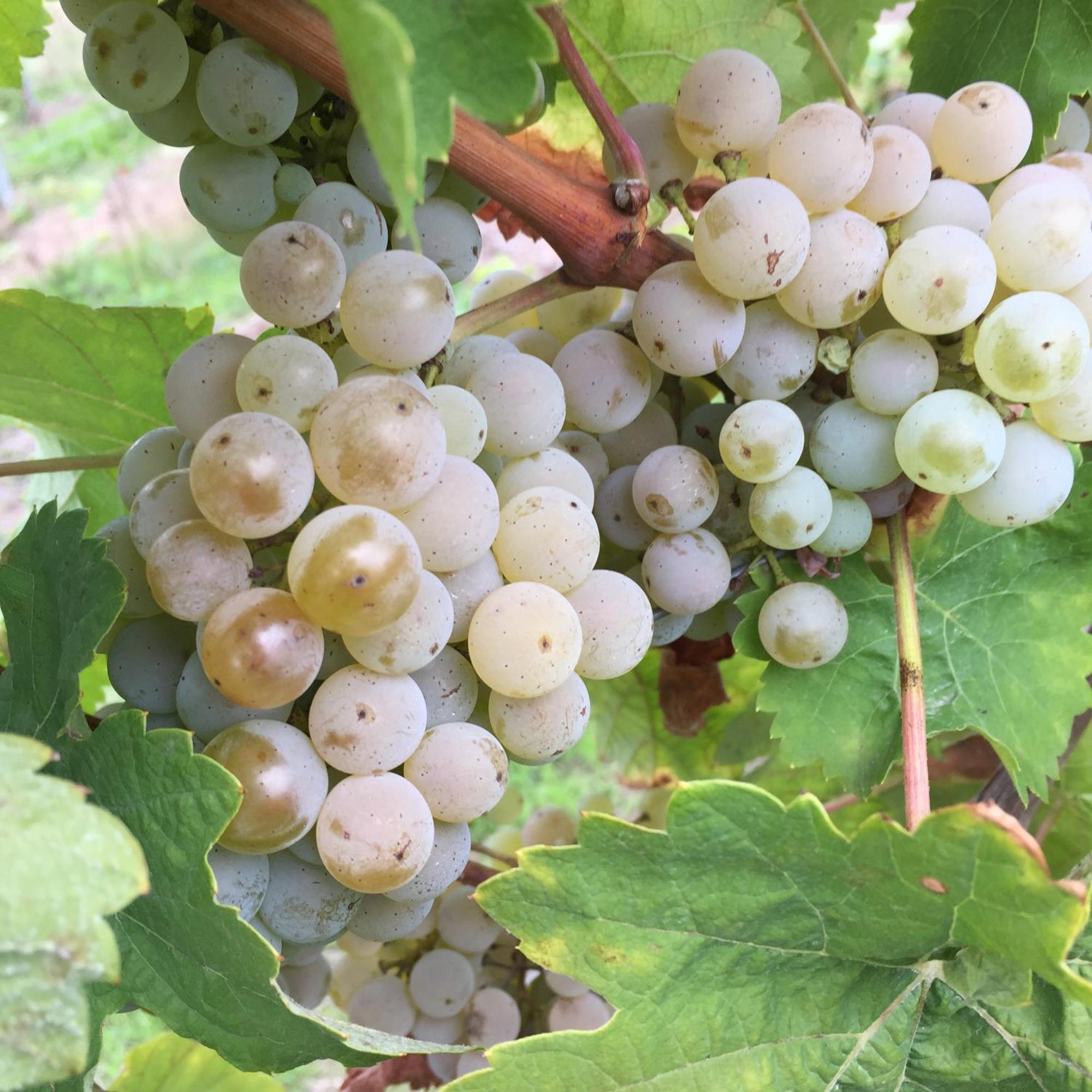 Ferienweingut Willems Oberemmel 외부 사진
