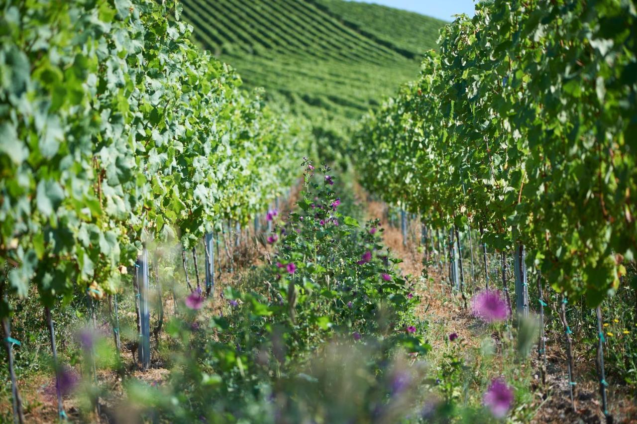 Ferienweingut Willems Oberemmel 외부 사진